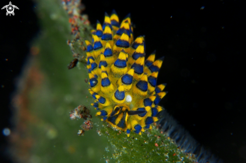 A Nudibranch