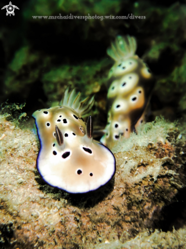 A Goniobranchus leopardus | Nudibranch