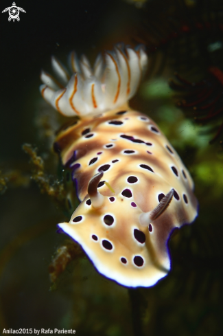 A Chromodoris geminus | Nudi 