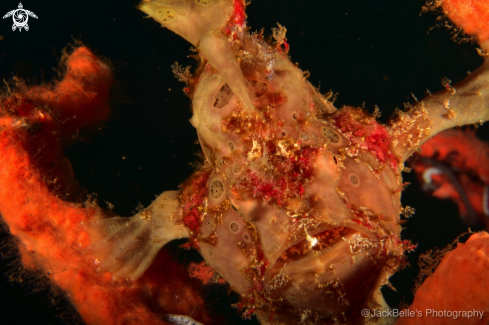 A Warty frogfish