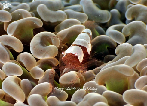 A Hamopontonia fungicola | Anemone shrimp