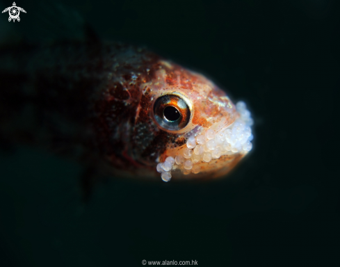 A cardinal fish