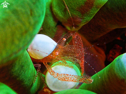 A Hamopontonia corallicola | Eggshell Shrimp