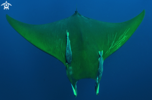 A Mobula tarapacana | mobula