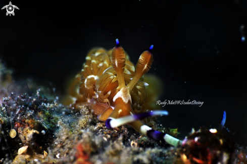 A Pteraeolidia ianthina  | Nudibranch