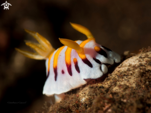 A  Nudibranch,Chromodoris roboi