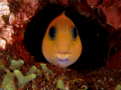 A Blenny