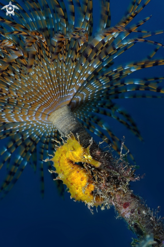 A Hippocampus guttulatus | Seahorse