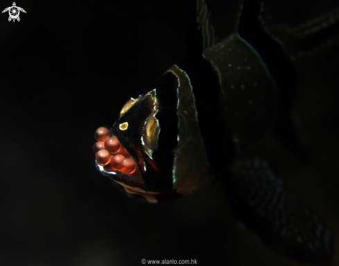 A banggai cardinal fish