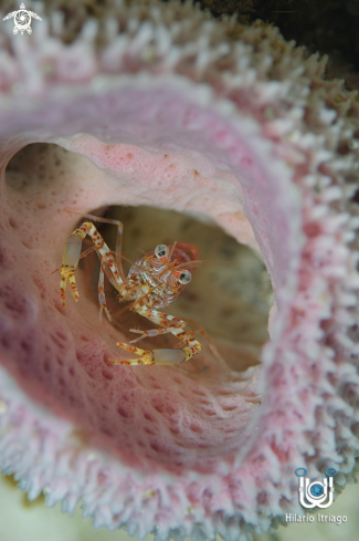 A Two Claws Shrimp