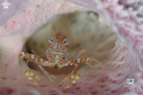 A Two Claws Shrimp