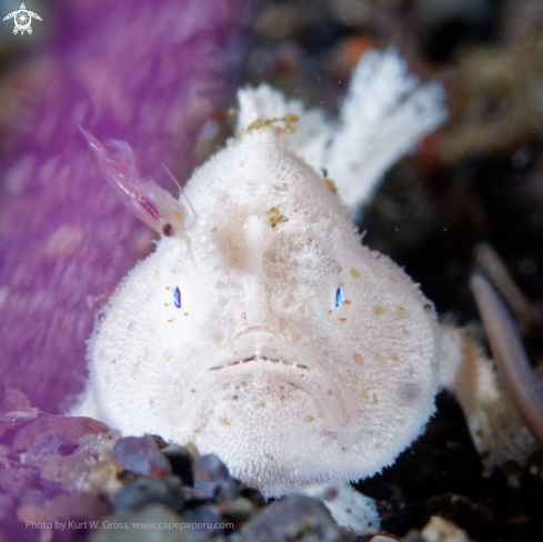 A Anntenarius maculatus | Frogfish