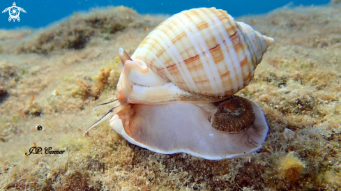 A Casque cannelé