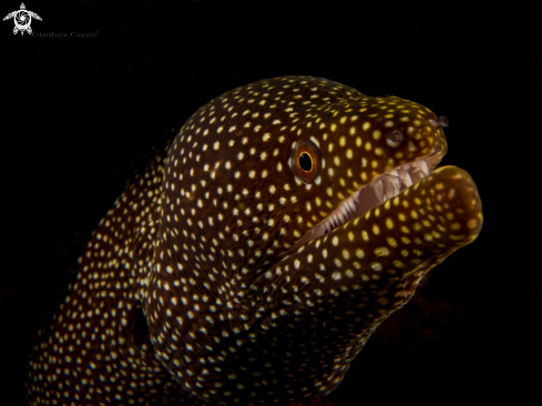 A white mouth moray,Murena bocca bianca.