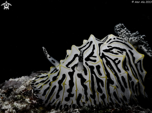 A Nudibranch