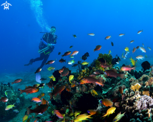 A Reef fish