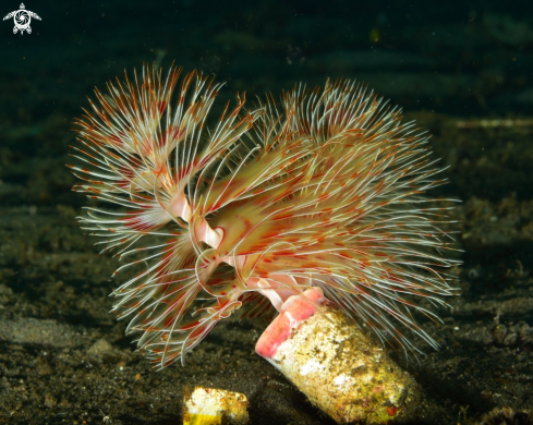 A Sabellastarte indica | Feather duster worm
