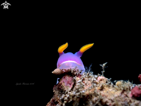 A Hypselodoris bullocki | Hypselodoris bullocki