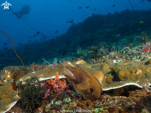 A White mouth moray eel