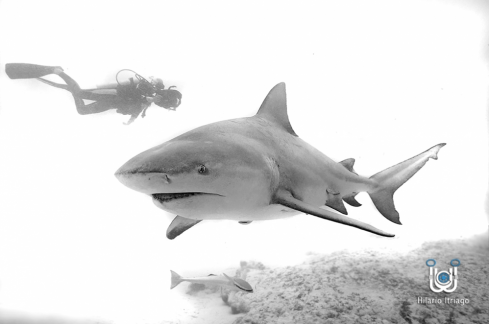 A Bull shark