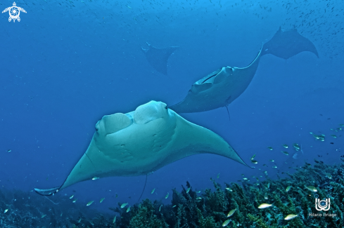 A Manta Ray