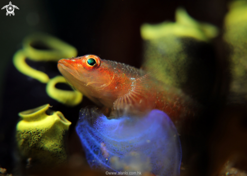 A goby