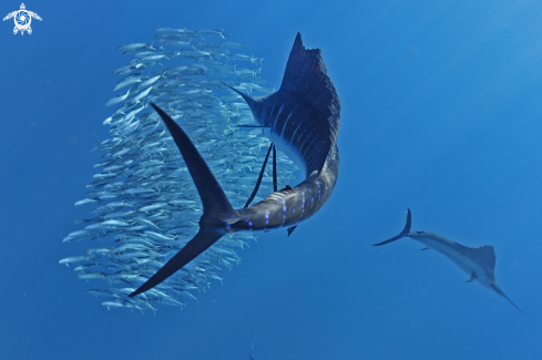 A Sailfish