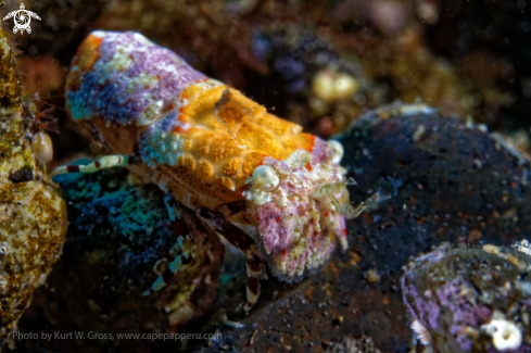 A Scyllaridae sp Slipper Lobster | Slipper