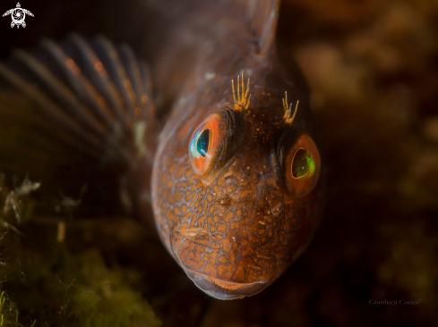 A Blenny