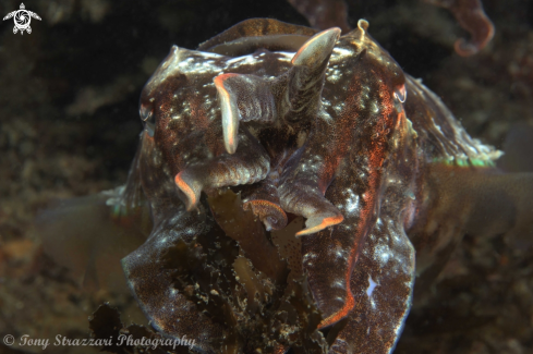 A Mourning cuttle