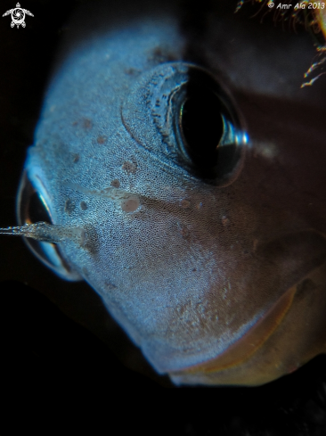 A Blenny