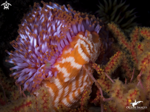 A Sock Anemone