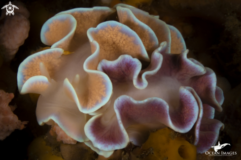 A Frilly Nudibranchs