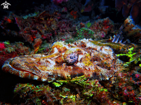 A Cociella crocodilus | Crocodile Flathead