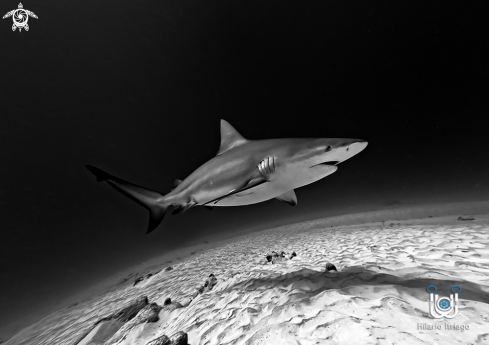 A Bull shark