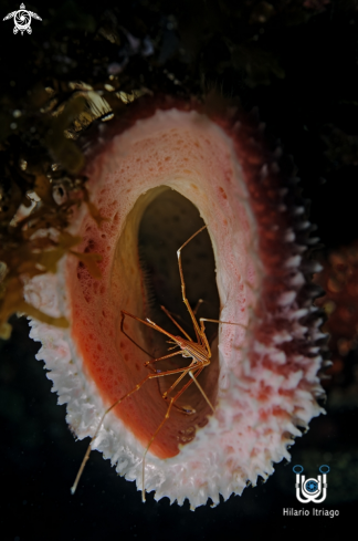 A Arrowcrab