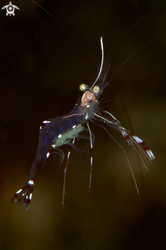 A underwater creature