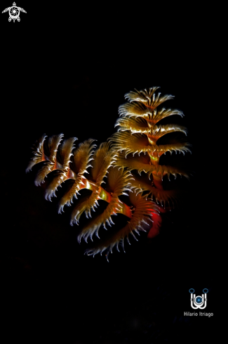 A Christmas Tree Worm