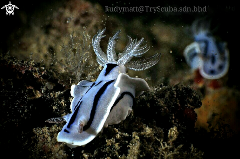 A Chromodoris