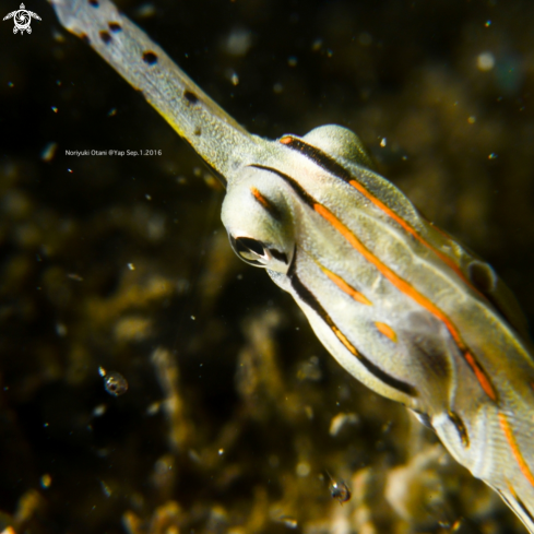 A pipe fish