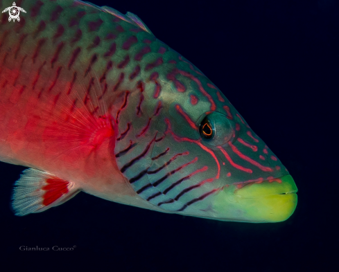 A Oxycheilinus digramma | Cheeklined wrasse,Tordo scritto