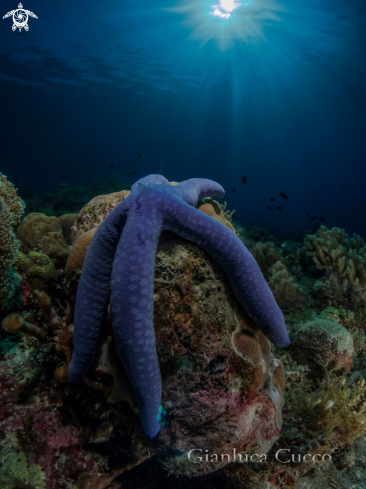 A Linckia laevigata | Blue Starfish