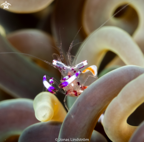 A Holthuis`Anemon shrimp