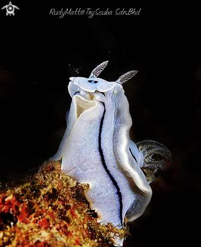 A Chromodoris