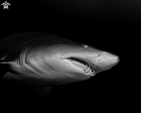 A Sand Tiger Shark