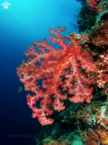 A Soft coral,Alcionario