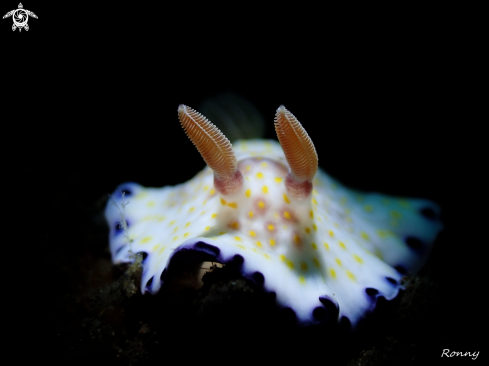 A Goniobranchus Aureopurpureus