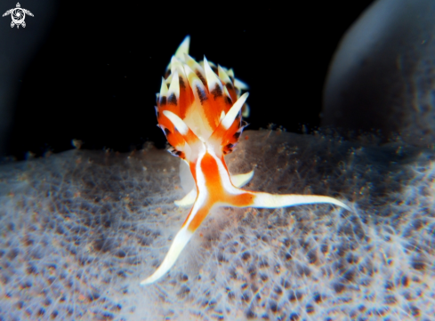 A Nudibranch