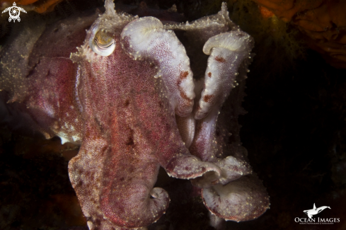 A Cuttlefish