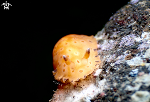 A Dendrodoris Guttata